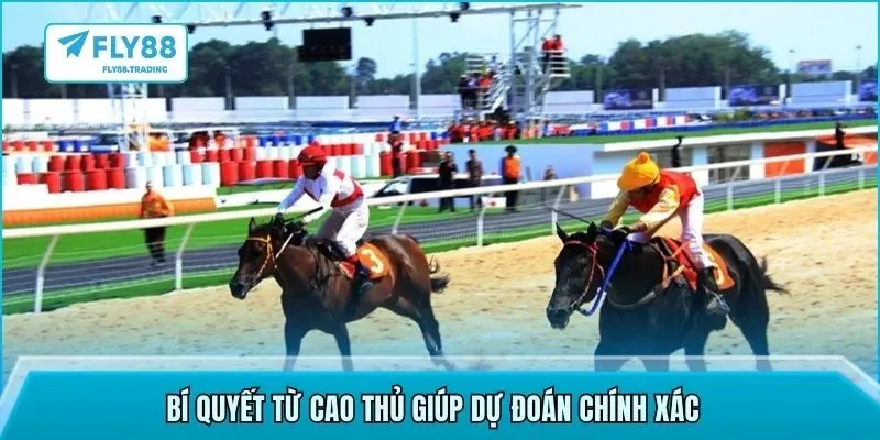 Bí quyết từ cao thủ giúp dự đoán chính xác