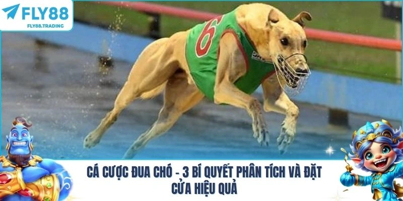 Cá Cược Đua Chó - 3 Bí Quyết Phân Tích Và Đặt Cửa Hiệu Quả
