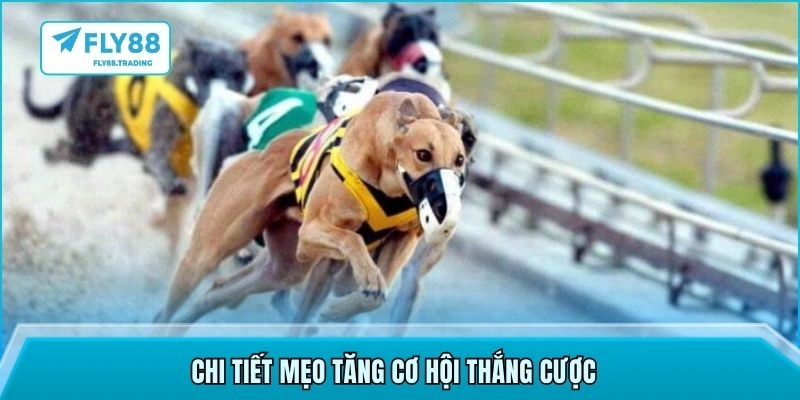 Chi tiết mẹo tăng cơ hội thắng cược