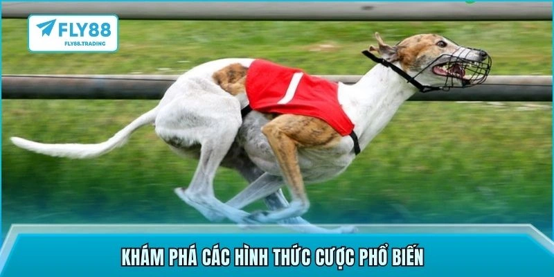 Khám phá các hình thức cược phổ biến