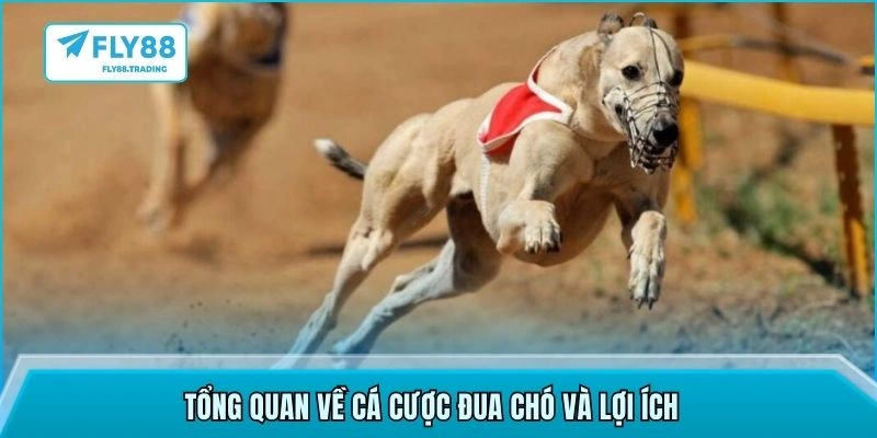 Tổng quan về cá cược đua chó và lợi ích